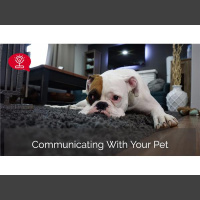 Pet Communication