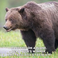 Bare Feet on a Plane, Bear Week’s Winner, and Taco Bell’s Tacolate