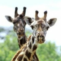 Marius Constant - Blues Variations - Classical Guitar ♥ Electric Guitar