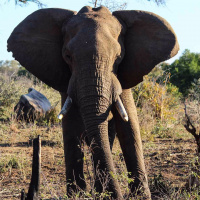 Treating elephants as renewable resources