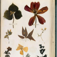 Emily Dickinson entre flores