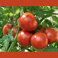 Fast Trains, Hot Days for Fire Commission, Muddy Shores of Asbury, Honoring Gracie Floyd, New Williamston Fire Chief, New Iva Police Chief and more...