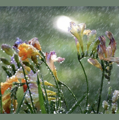 Anderson Observer Podcast