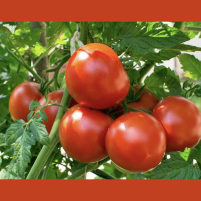 Anderson Observer Podcast