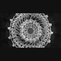 Busby Berkeley, el geni que va hipnotitzar Hollywood amb les seves coreografies