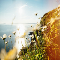 Sunshine Sounds Vol. 5