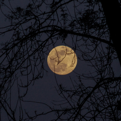 Neil Corcoran (tantric Dex)