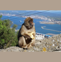 Tiene un mono que hace la vida imposible a los vecinos de su edificio 