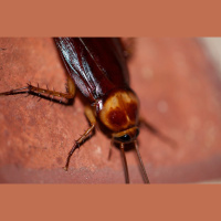 Tiene la casa llena de cucarachas pero se niega a matarlas porque son seres vivos 