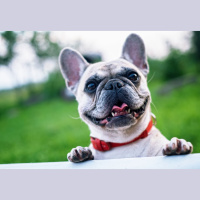 Fede ha abandonado al bulldog de su novia porque dice que huele mal 