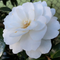 Sacred Love - Today Is Valentine’s Day