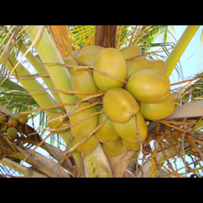 En Riguroso Diferido