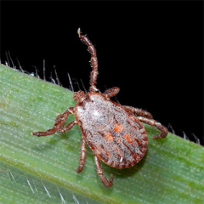 En Riguroso Diferido