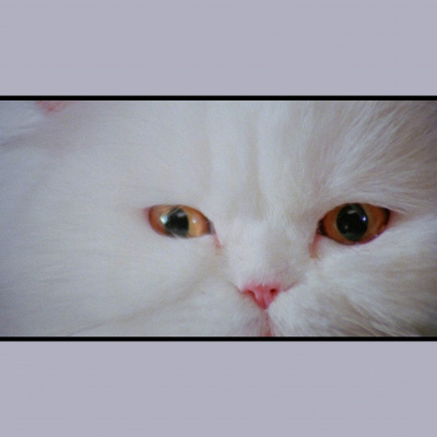 The Tim-o And Harley Show