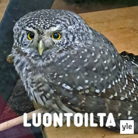 Tällin saanut pöllö