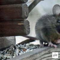 Luontoilta: Mikä kumma hörökorvahiiri käy lintulaudalla?