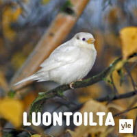 Haamuileva pikkulintu