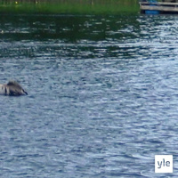 Luontoilta: Kurkien kesäinen uimareissu