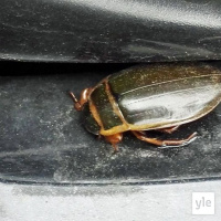 Luontoilta: Pitääkö auto vaihtaa?