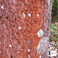 Miksi haapa on punainen?