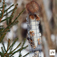 Luontoilta: Orava kahlekuninkaana