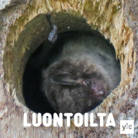 Yötaivaan salaperäinen lentäjä