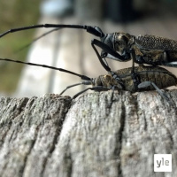 Luontoilta: Koppakuoriaisten lemmenleikkejä ja muita loppukesän luonnonilmiöitä