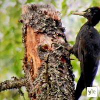 Luontoilta: Kelpaako tikalle vanha pesäkolo vai pitääkö aina rakentaa uusi?
