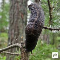 Luontoilta: Ukkoetana puussa!