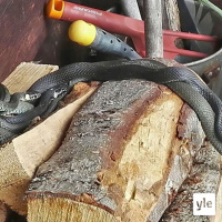 Luontoilta: Kaikkea se kesättömyys teettää