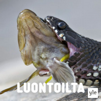 Rantakäärmeen hampaat