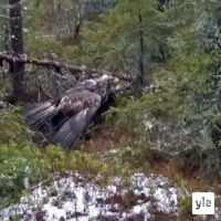 Luontoilta: Luontoillan asiantuntijakaarti koolla