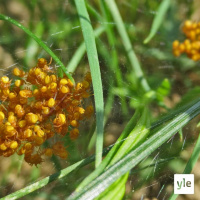 Hämähäkin poikaset