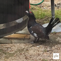 Peilaileva paljumetso