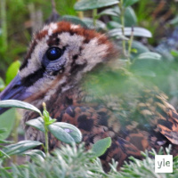 Vislaileva linnunpoikanen