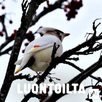 Valkoinen takatukka tilhenä