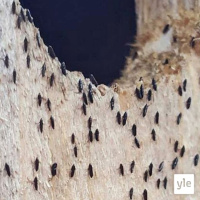 Luontoilta: Verenimijät kytiksellä