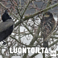 Rohkeuden rajamailla