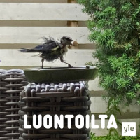 Räjähtäneen näköinen tintti