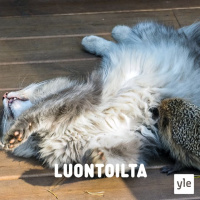 Siili käpälämäessä