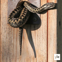 Kyy linnunpöntössä