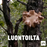 Vähän puinen sieni