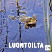 Vihreän sammakon salaisuus