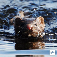 Luontoilta: Kesäinen soutu- ja nuotiokaveri ihmetyttää - mikä eläin mahtoi olla kyseessä