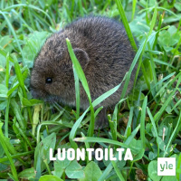 Ruoholla käyvä karvapallo