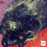 Luontoilta: Talvehtiiko lepakko tikkataulun takana?