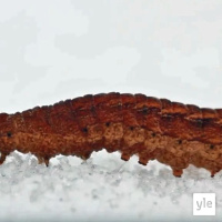 Jättiläistoukka hangella