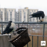 Karvoja kärkkyvä naakka ja uneton lepakko