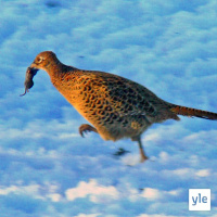 Fasaanit myyräjahdissa