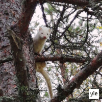 Luontoilta: Valkoinen minkki sähisi puussa